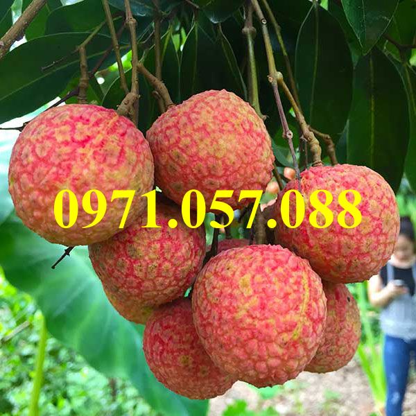 Cây giống vải thiều